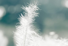 正在进行的法甲联赛，焦点再次聚焦